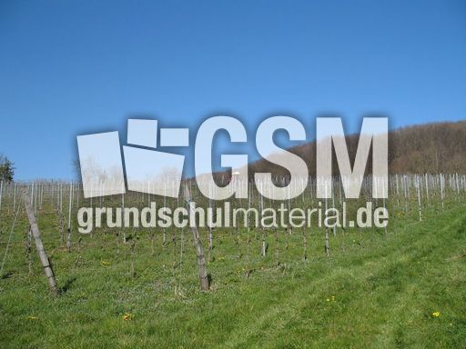 Weil am Rhein Weiler Weinweg 023.jpg